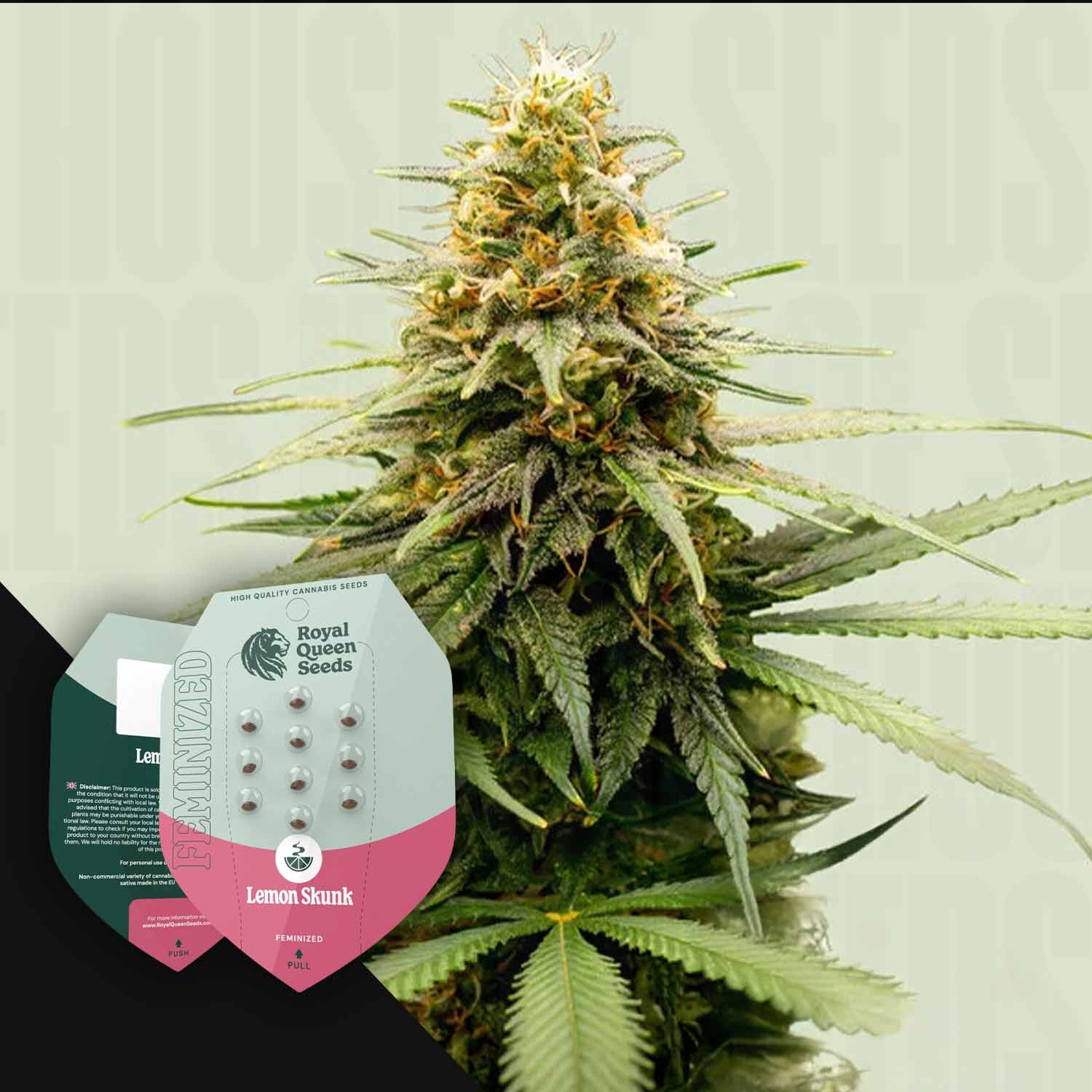 Nahaufnahme einer reifen Cannabis-Pflanze mit einem Lemon Shining Silver Haze-Samenpaket von Royal Queen Seeds im Vordergrund.