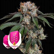 Lemon Shining Silver Haze