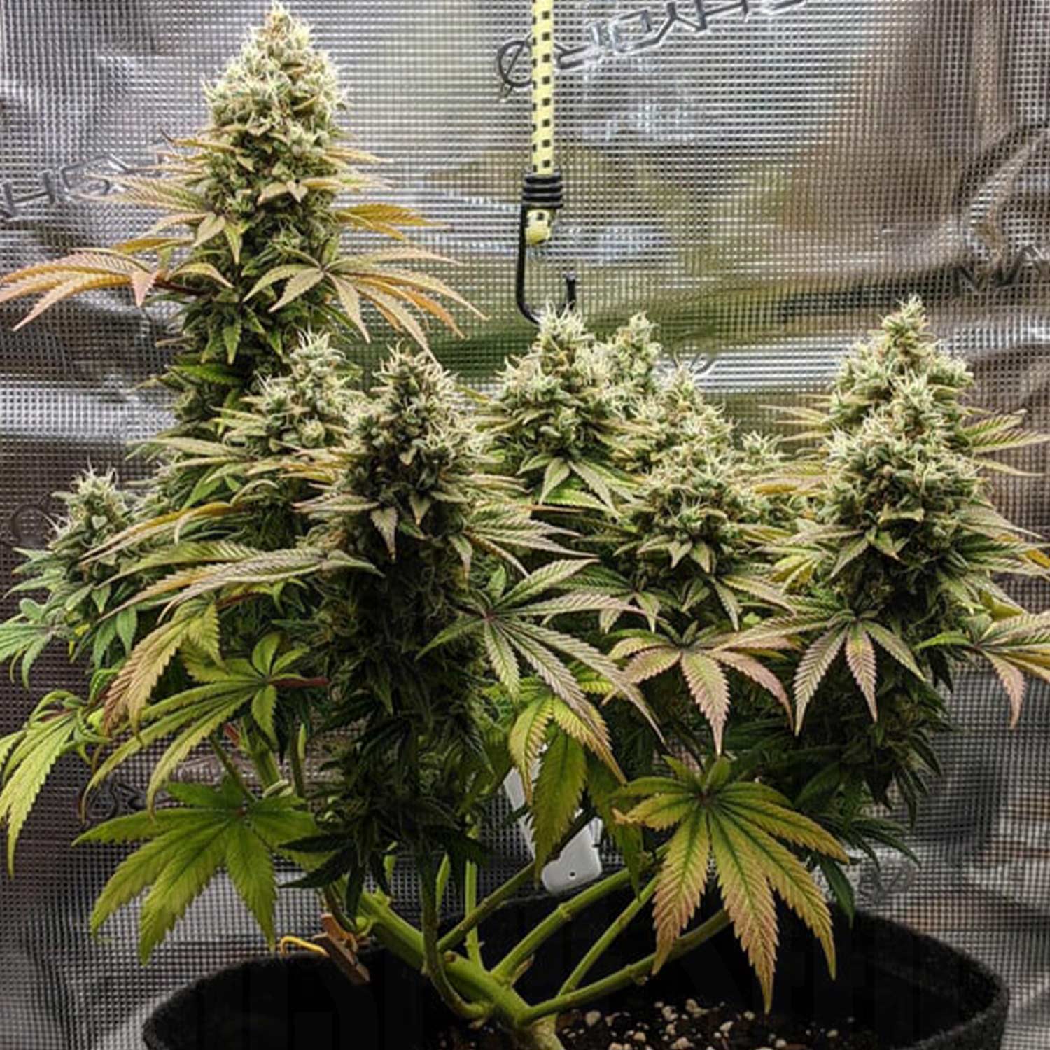 Lemon Shining Silver Haze