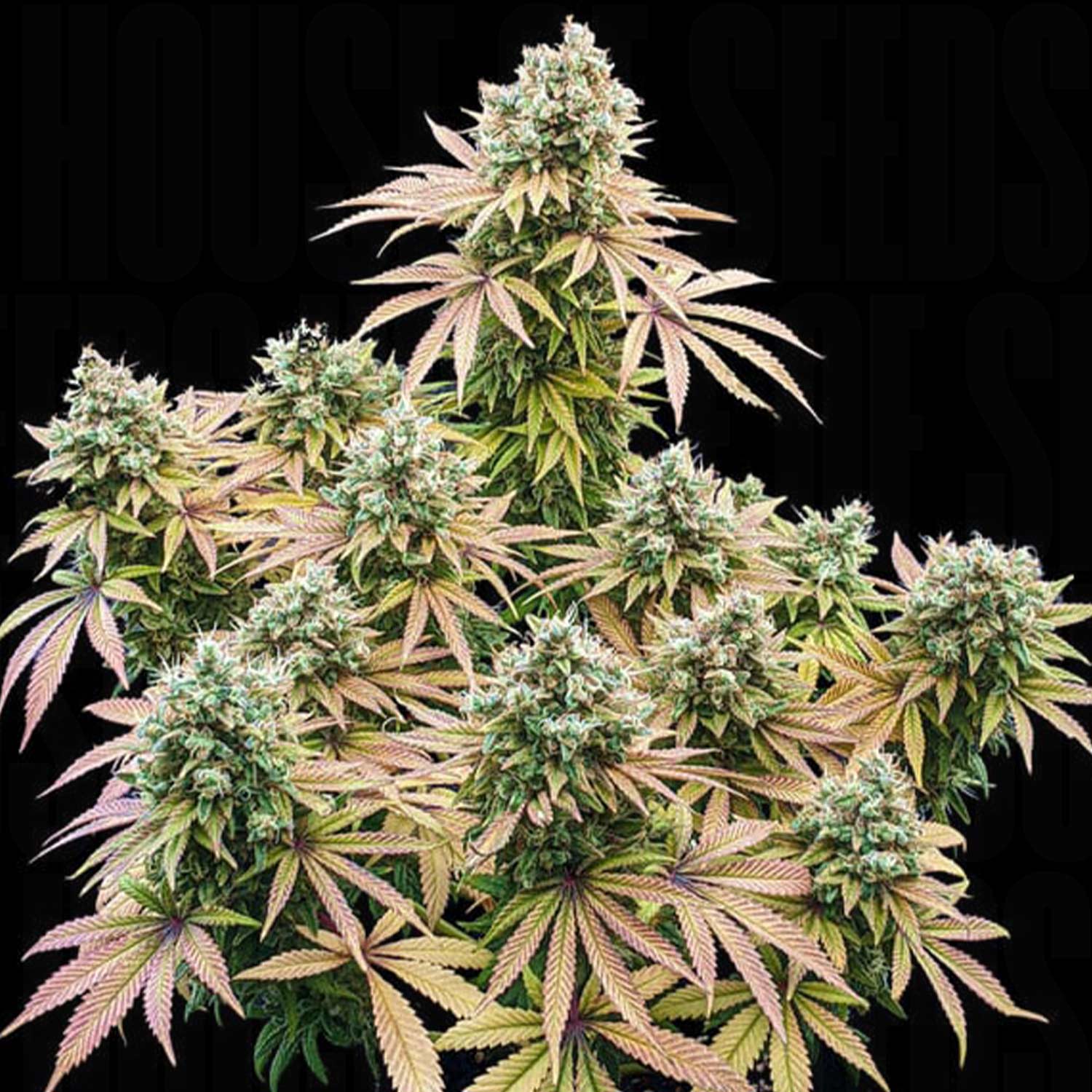 Lemon Shining Silver Haze