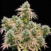 Lemon Shining Silver Haze