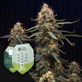 Northern Light Auto