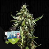 NYC Sour D Auto