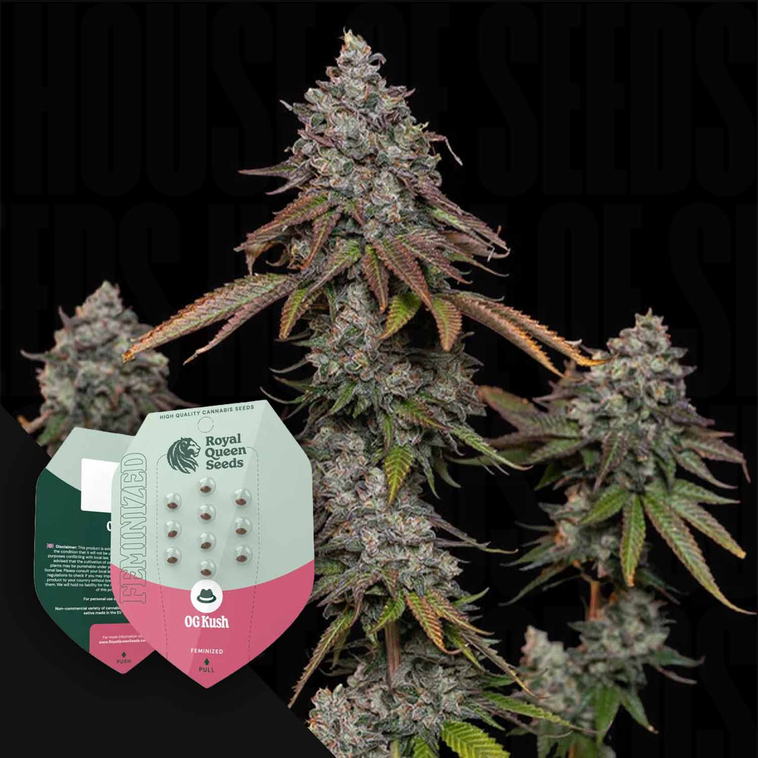 O.G. Kush Cannabis Samen von Royal Queen Seeds bestellen – House of Seeds