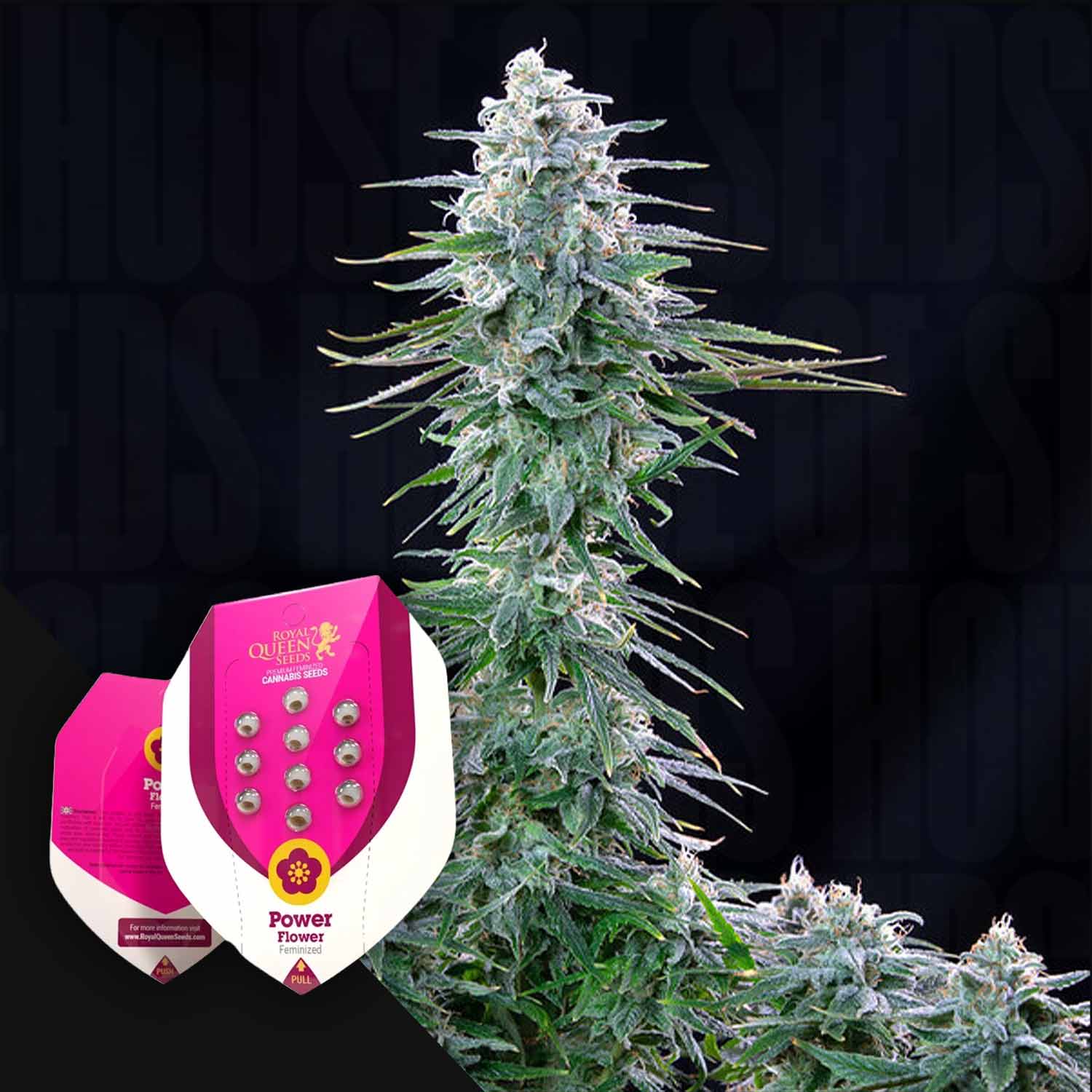 power flower seeds Order Power Flower cannabis seeds from Royal Queen Seeds – House of Seeds