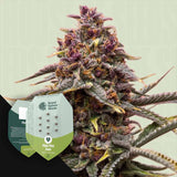 Pink Mist Auto