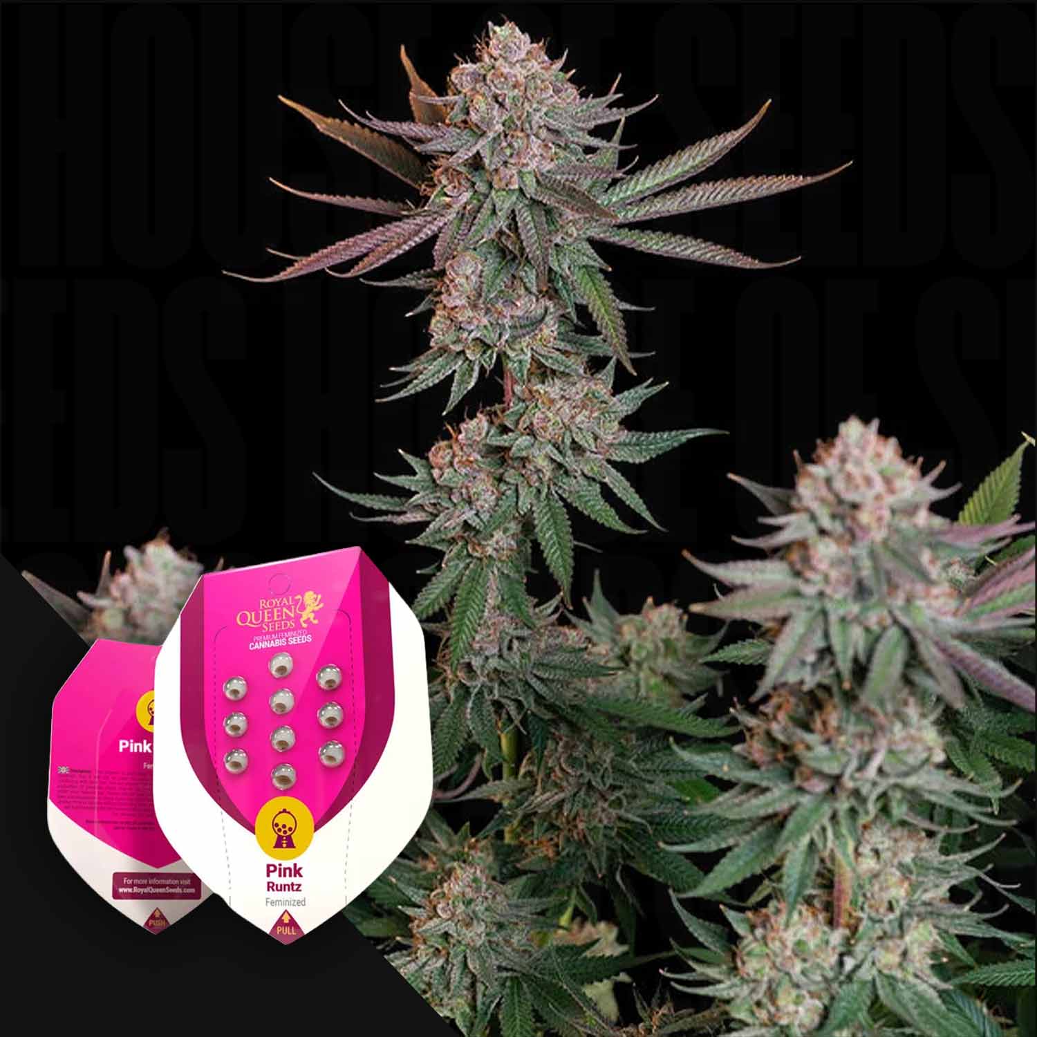 Order Pink Runtz cannabis seeds from Royal Queen Seeds – House of Seeds