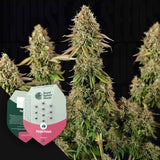 Purple Punch