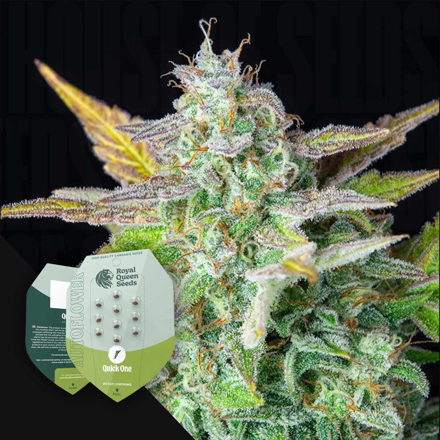 Nahaufnahme einer Cannabispflanze mit der Royal Queen Seeds Quick One Samenverpackung in der Ecke.