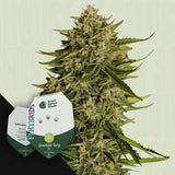Quantum Terp F1 Auto