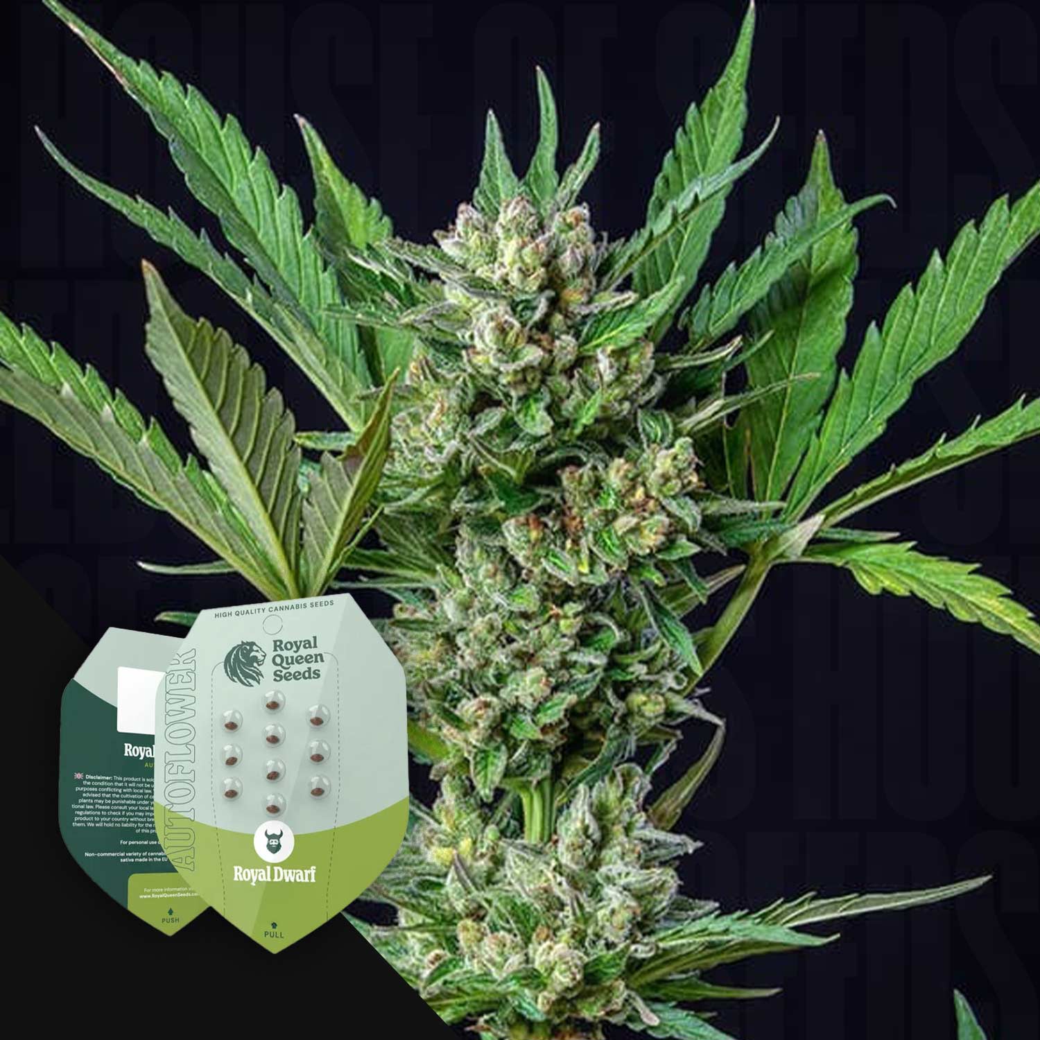 royal queen seeds dünger Buy Royal Dwarf cannabis seeds from Royal Queen Seeds – House of Seeds