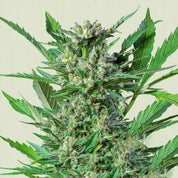 Nahaufnahme von Royal Dwarf Cannabis von Royal Queen Seeds, mit dichten grünen Knospen und spitzen Blättern.