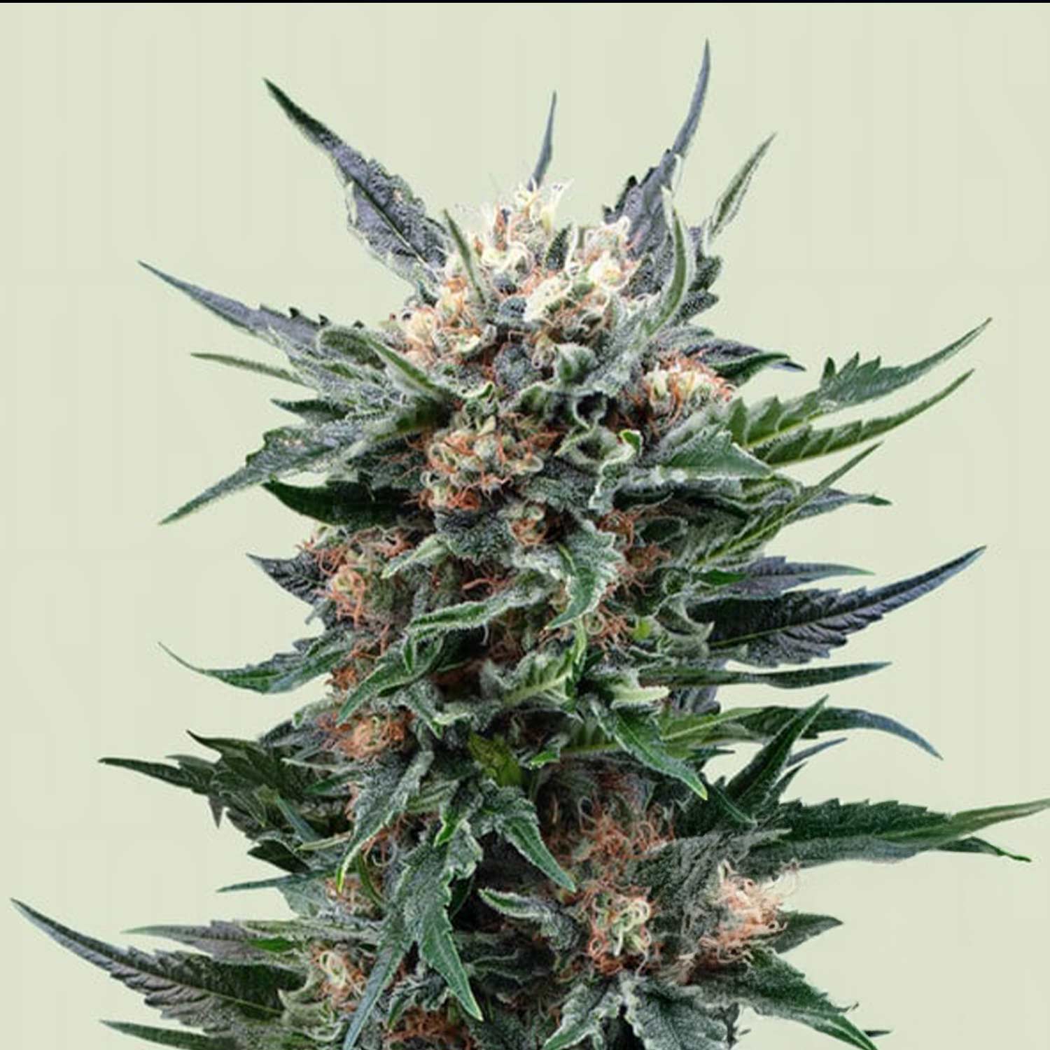 Royal Gorilla