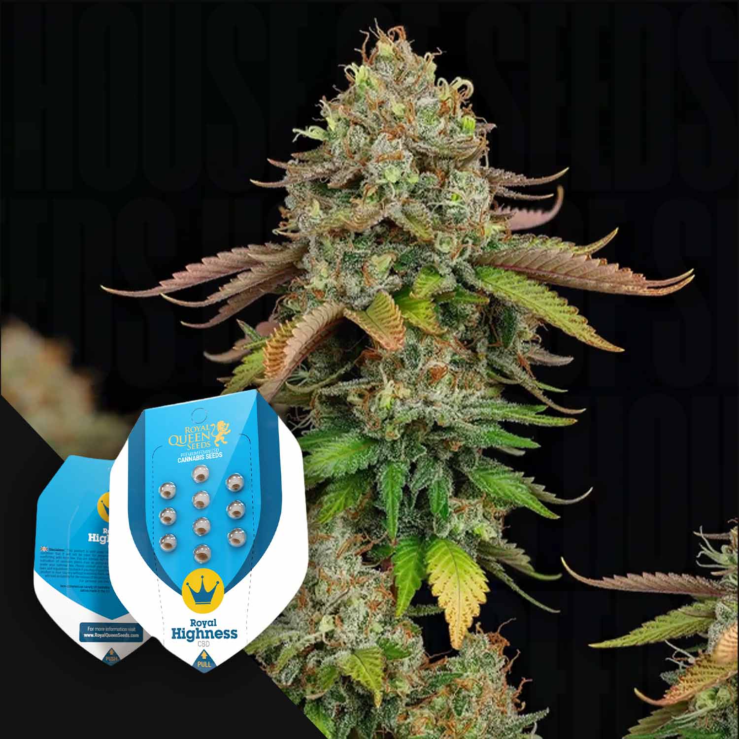 Royal Highness Cannabis Samen von Royal Queen Seeds kaufen – House of Seeds