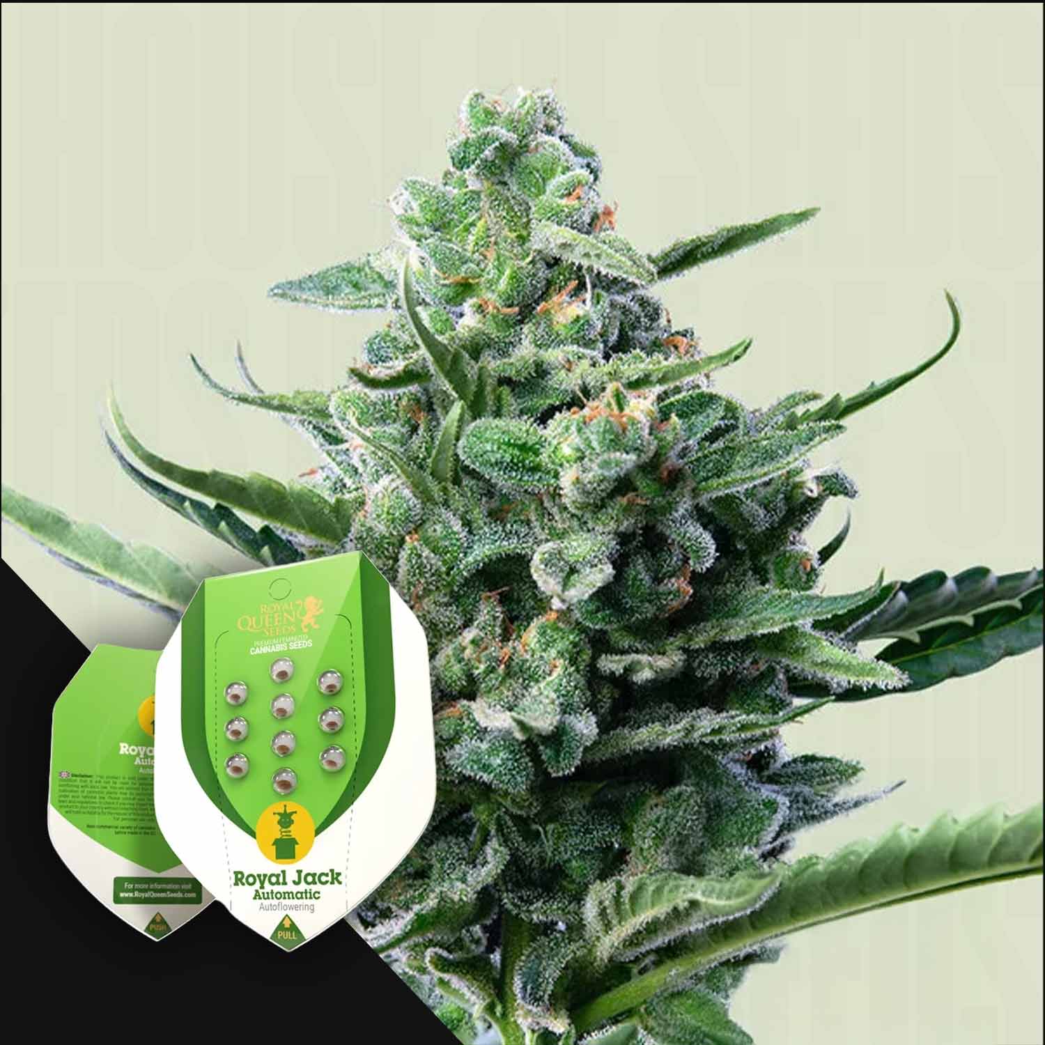 Buy Royal Jack Auto cannabis seeds from Royal Queen Seeds – House of Seeds