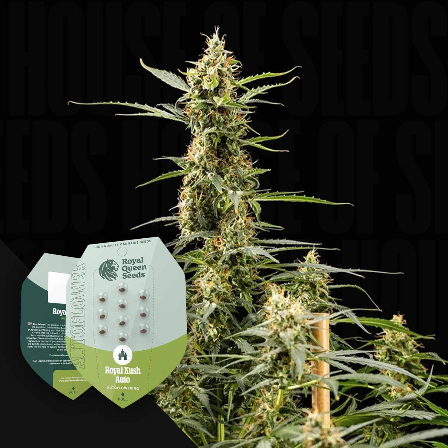 cannabis saatgut kaufen legal Royal Kush Automatic Cannabis Samen von Royal Queen Seeds kaufen – House of  Seeds