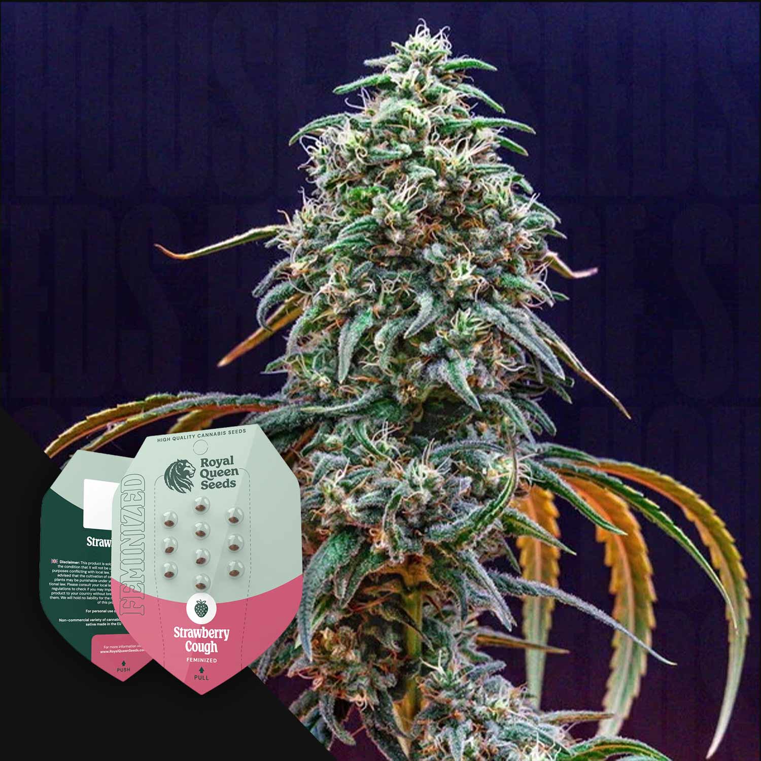 Order Strawberry Cough cannabis seeds from Royal Queen Seeds  House of  Seeds