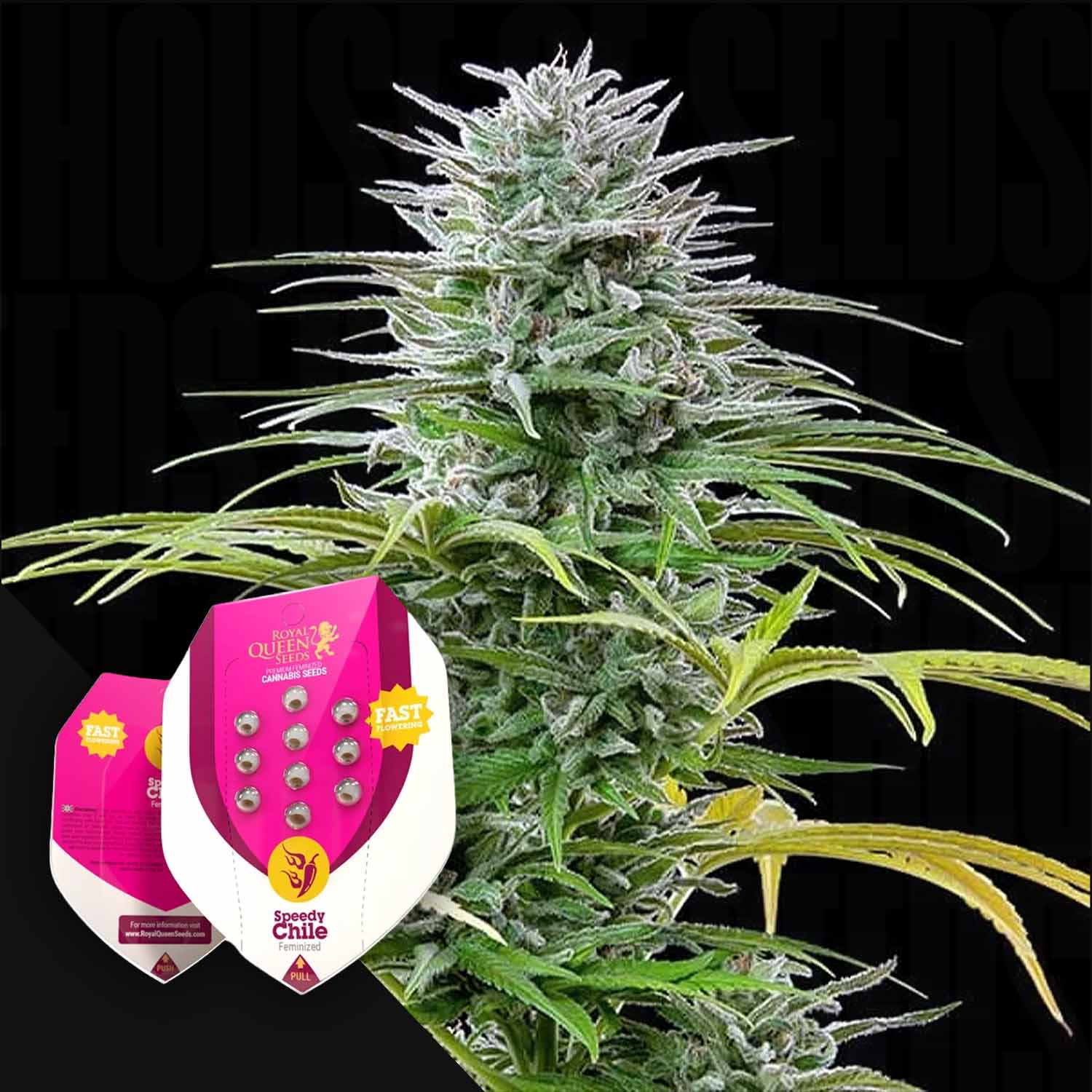 fast flower cannabis seeds Buy Speedy Chile (Fast Flowering) cannabis seeds from Royal Queen Seeds –  House of Seeds