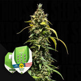 Sherbet Queen Auto