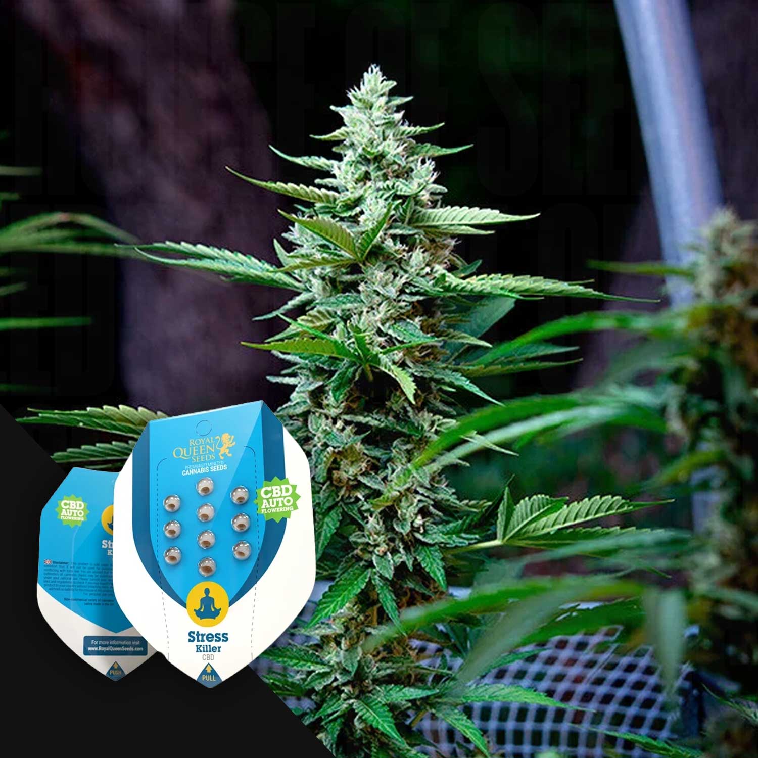 Buy Stress Killer Automatic CBD cannabis seeds from Royal Queen Seeds –  House of Seeds