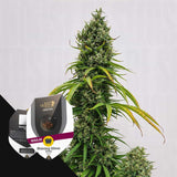 Shining Silver Haze Regular