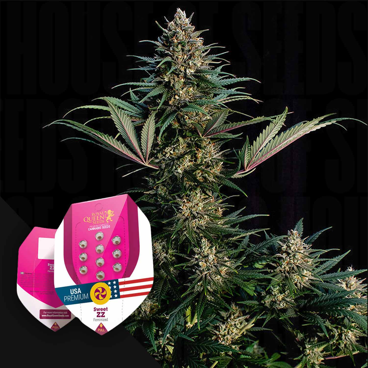 zz plant seeds for sale Buy Sweet ZZ cannabis seeds from Royal Queen Seeds – House of Seeds