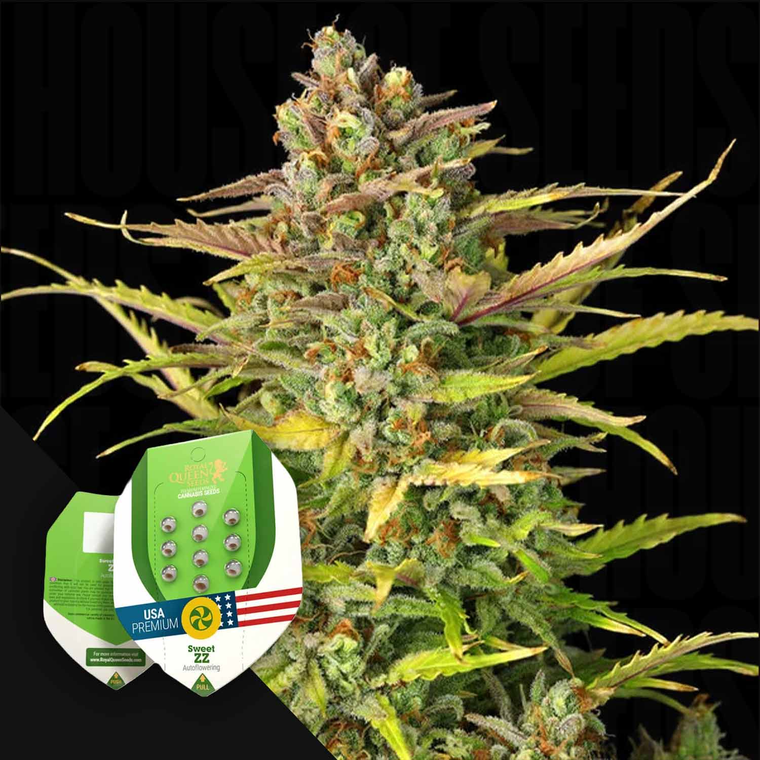 zz plant seeds for sale Order Sweet ZZ Auto cannabis seeds from Royal Queen Seeds – House of Seeds