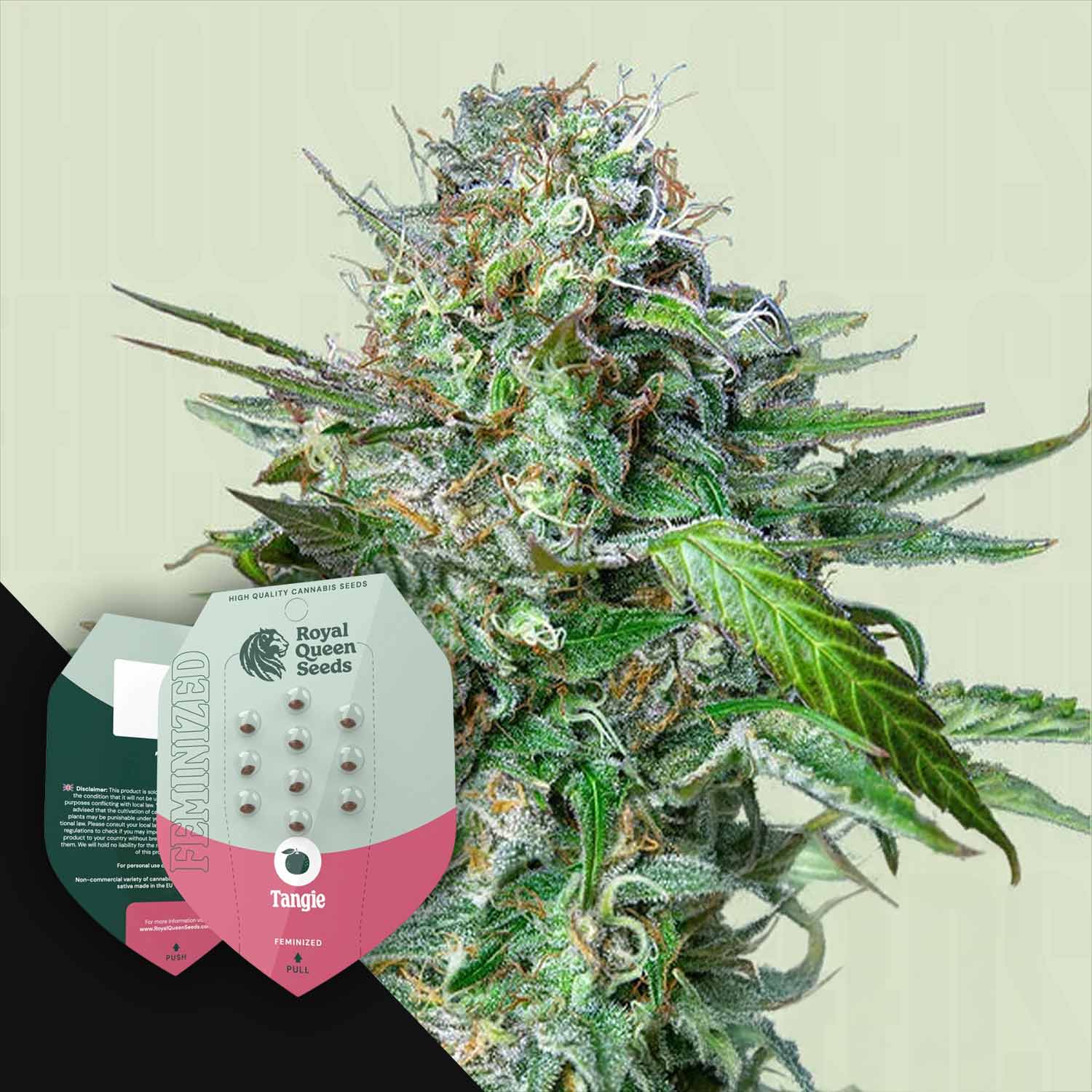 Tangie Cannabis Samen von Royal Queen Seeds kaufen – House of Seeds