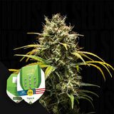 Triple G Auto