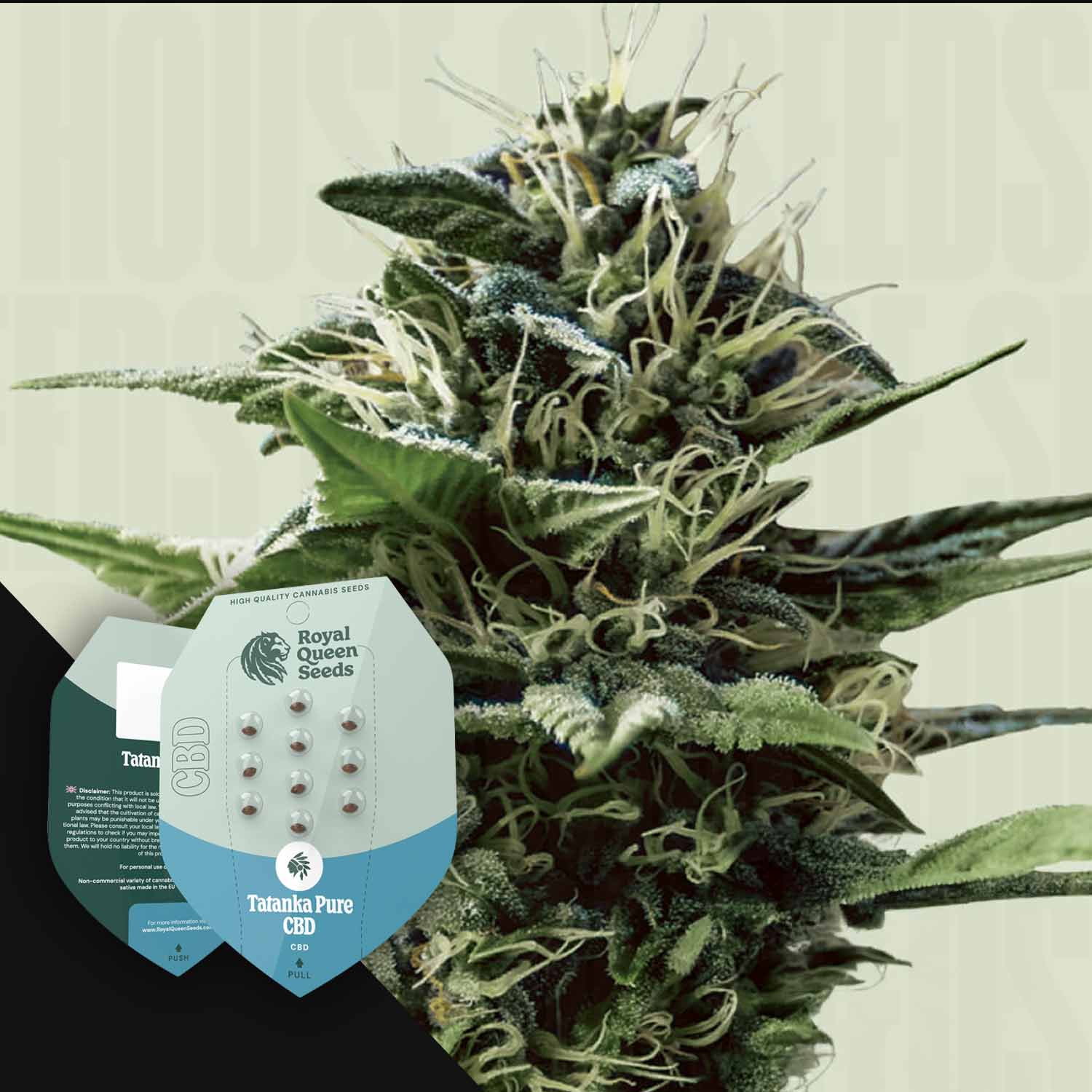 Buy Tatanka Pure CBD cannabis seeds from Royal Queen Seeds – House of Seeds