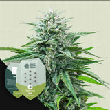 Trainwreck Auto