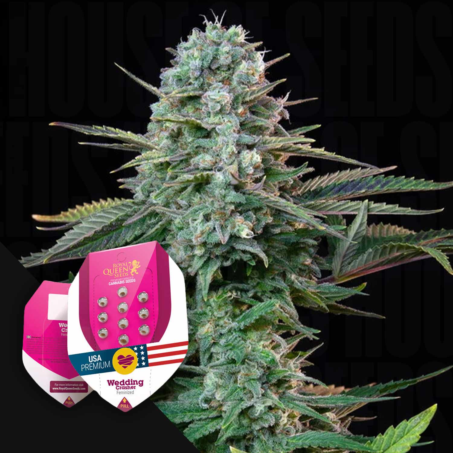 Eine Nahaufnahme einer Cannabispflanze mit den Wedding Crasher-Samenpaketen von Royal Queen Seeds in der unteren linken Ecke.