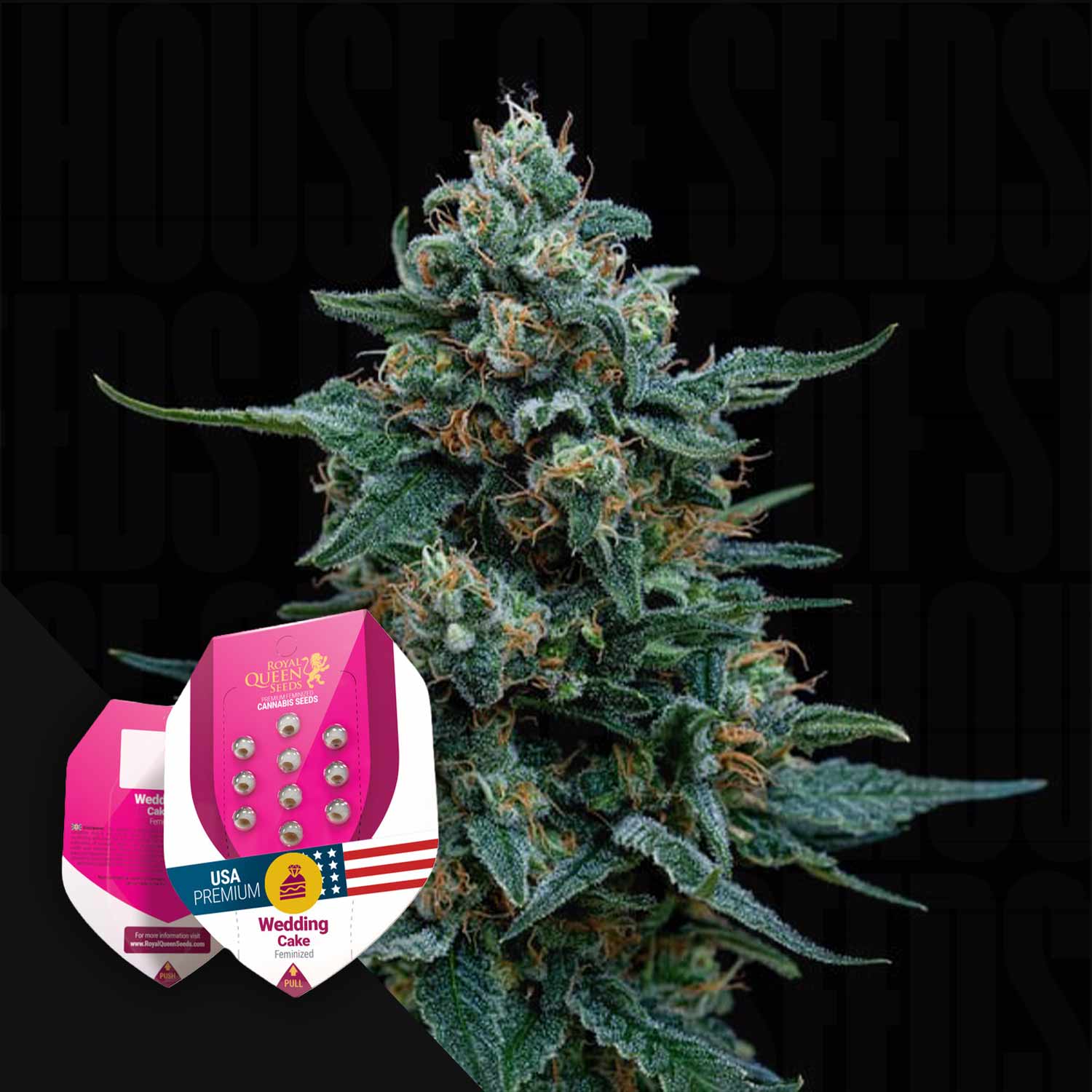 Nahaufnahme einer Cannabispflanze; in der Ecke stehen zwei Royal Queen Seeds Wedding Cake-Samenpakete.