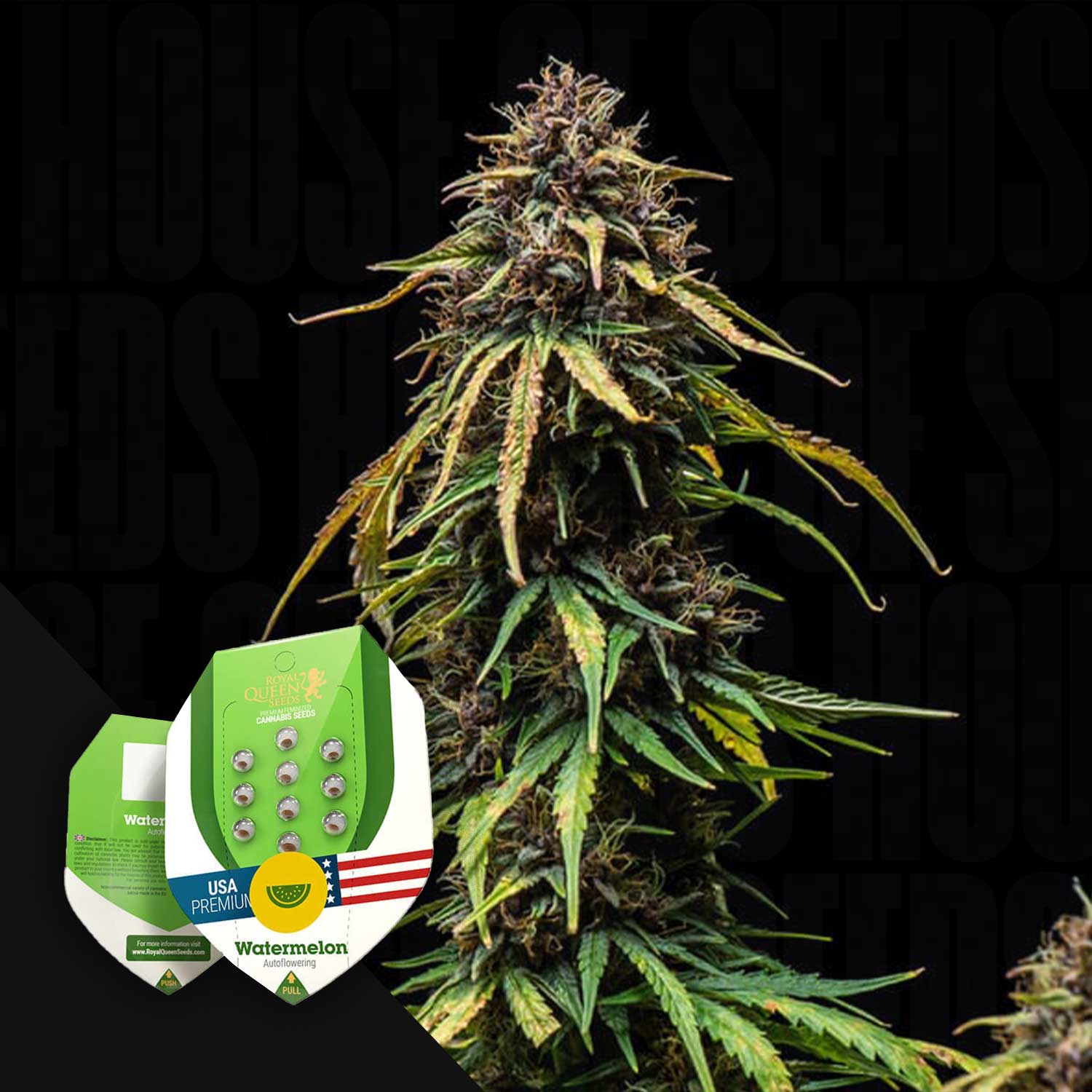 Watermelon Rqs Order Watermelon cannabis seeds from Royal Queen Seeds – House of Seeds