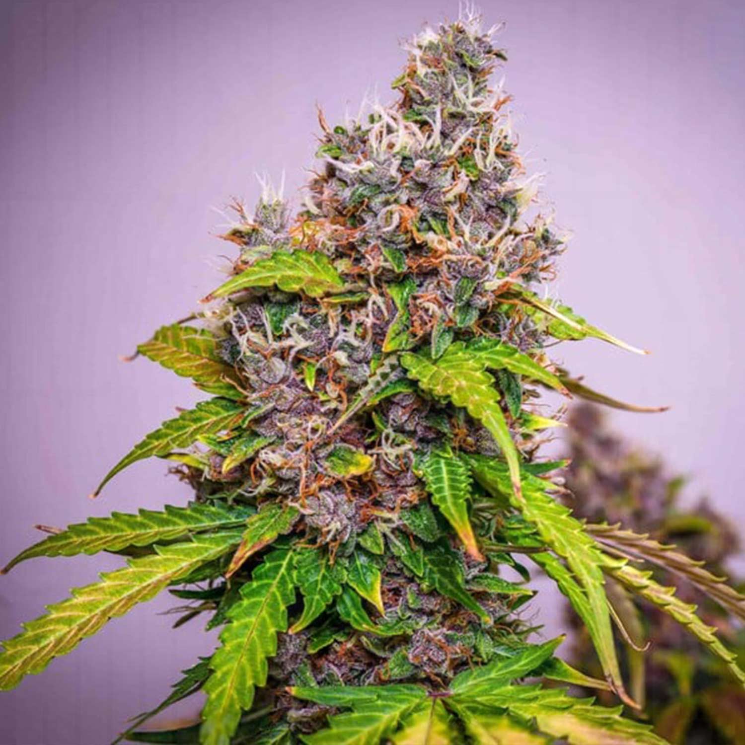 Watermelon Rqs Order Watermelon cannabis seeds from Royal Queen Seeds – House of Seeds
