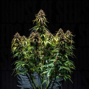 Watermelon AUTO