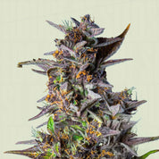 Watermelon AUTO