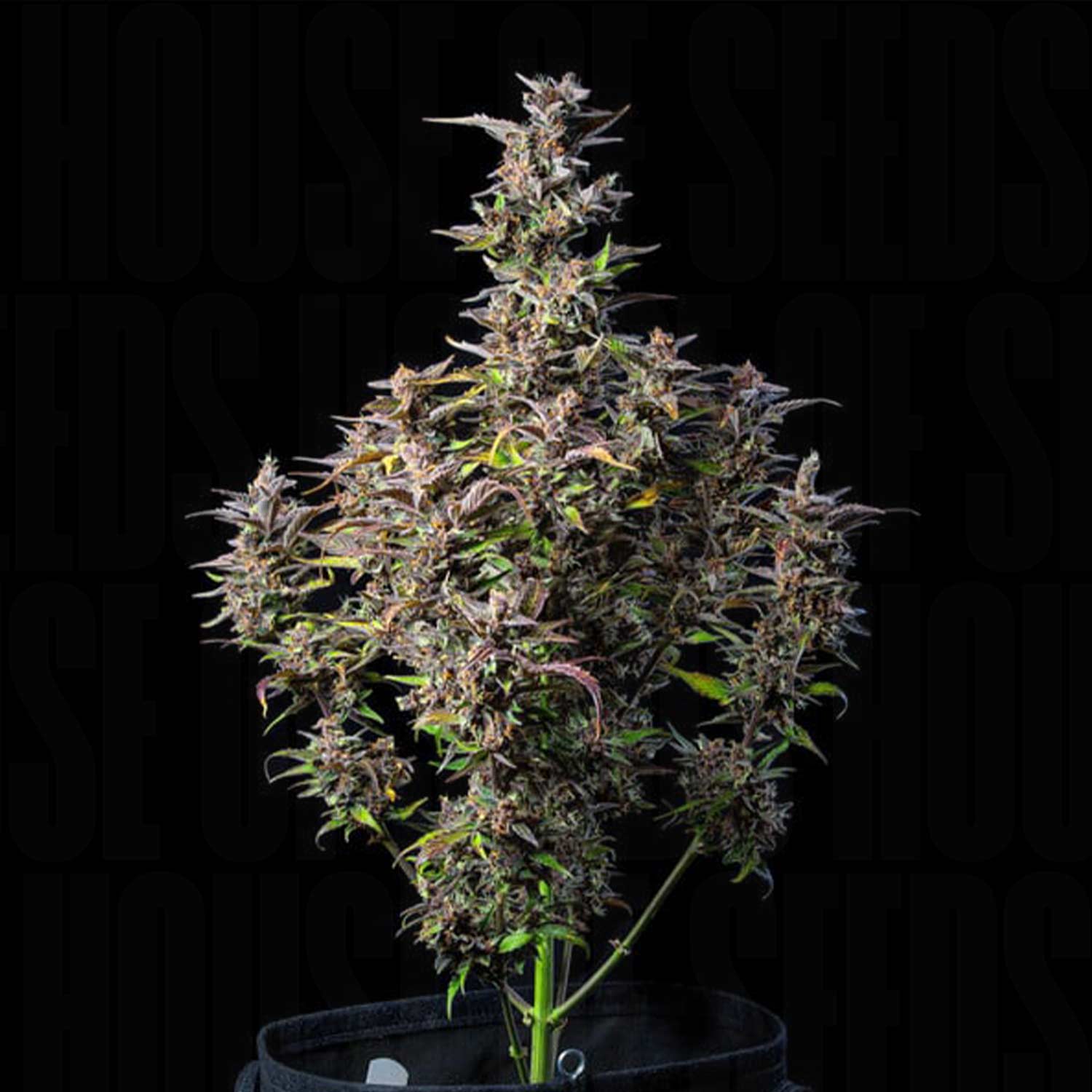 Watermelon AUTO