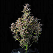 Watermelon AUTO