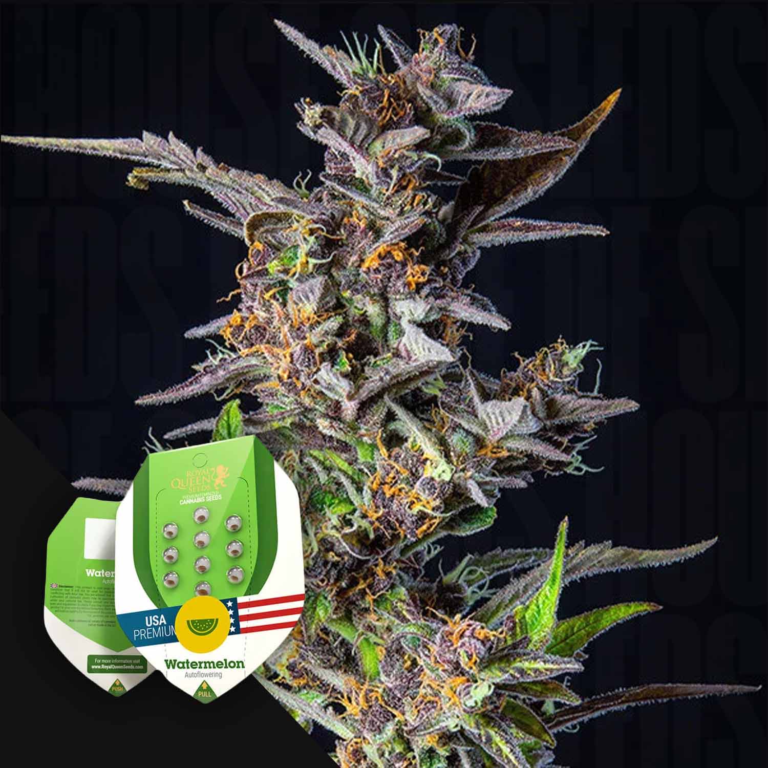 Nahaufnahme einer Cannabispflanze mit grünen und violetten Farbtönen neben der Verpackung von Royal Queen Seeds Watermelon.