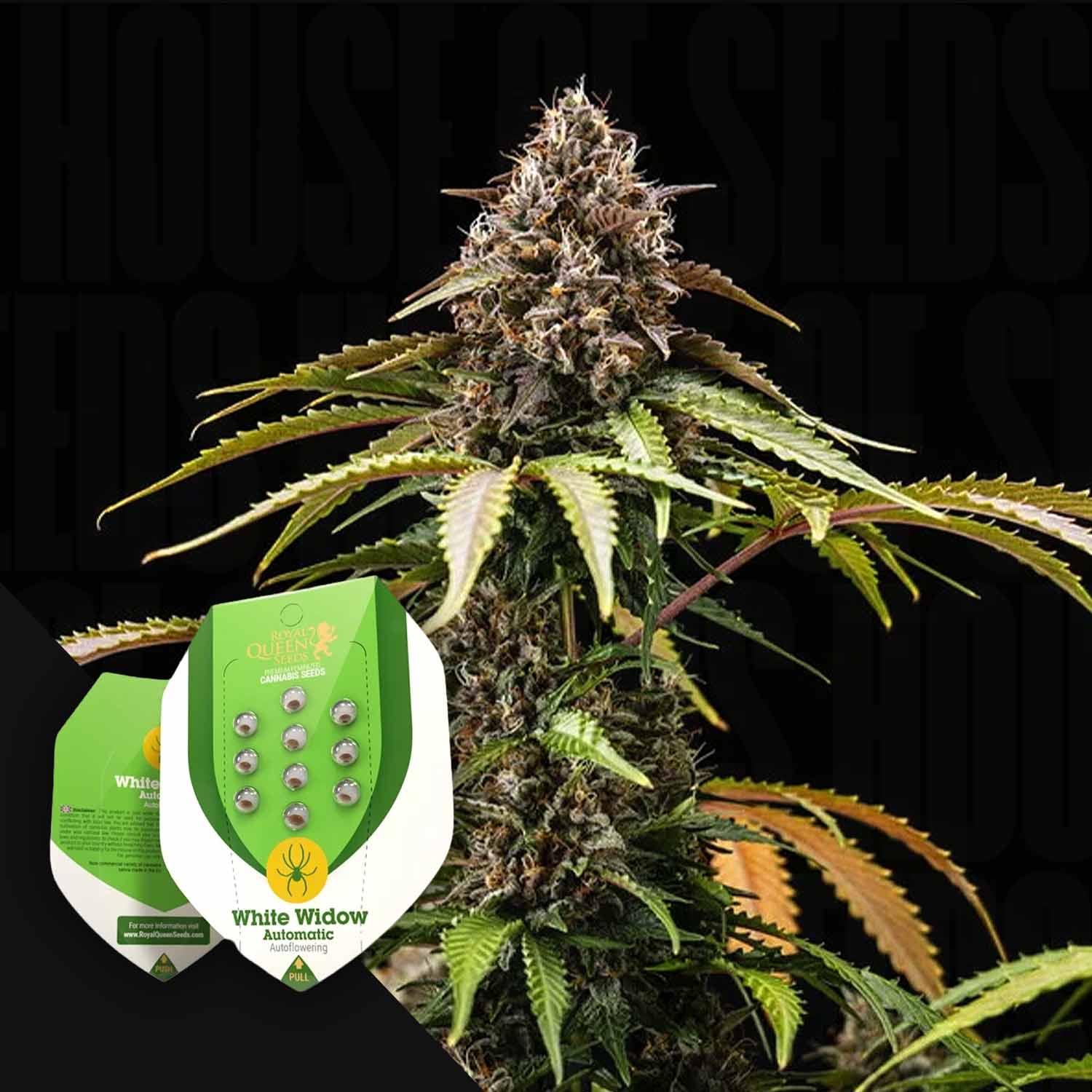 auto flower sativa seeds for sale Buy White Widow Autom. cannabis seeds from Royal Queen Seeds – House of Seeds