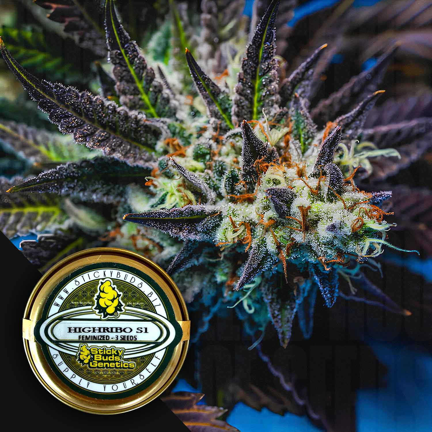 Nahaufnahme einer frostigen Highribo-Cannabis-Knospe mit bunten Haaren, neben einer Sticky Buds beschrifteten Dose mit Samen.