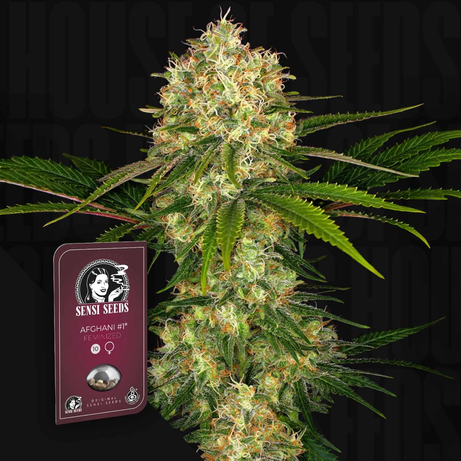 Sensi Seeds 
