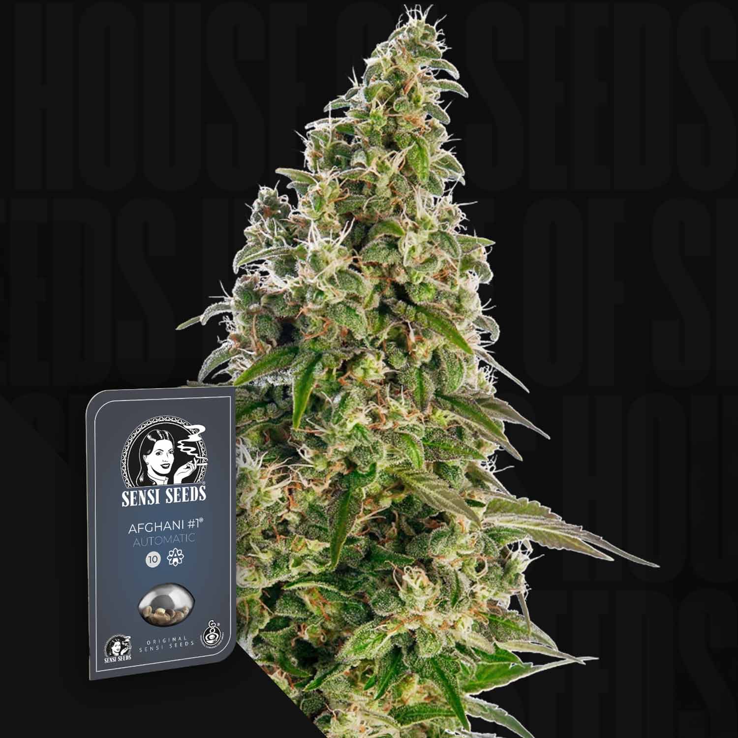 Sensi Seeds 