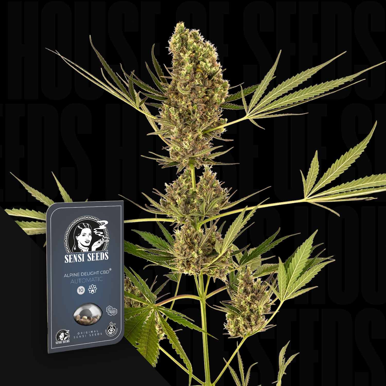 alpine plant seeds for sale Sensi Seeds "Alpine Delight CBD Auto"