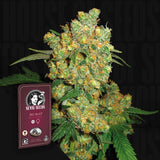 Big Bud