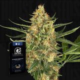 Blueberry Bubblegum Auto