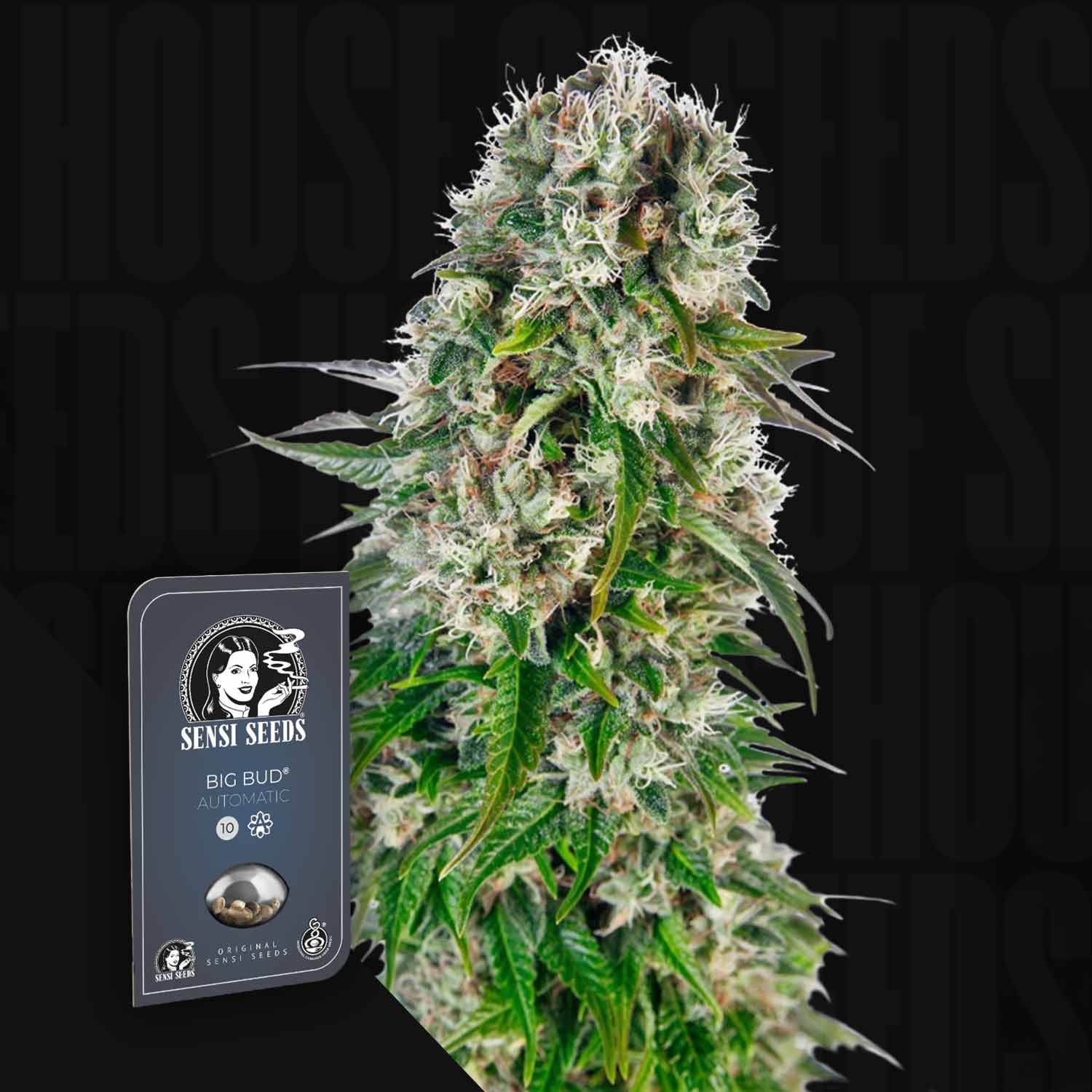 Big Bud Auto – House of Seeds