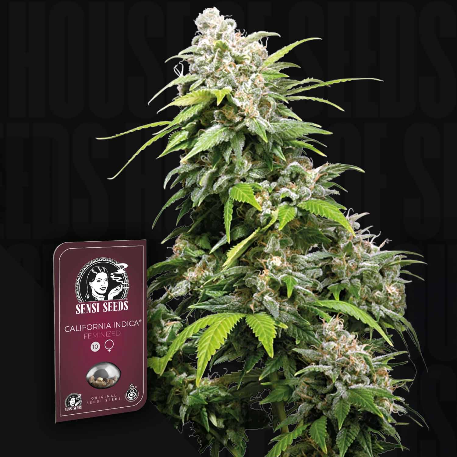 California Indica – House of Seeds