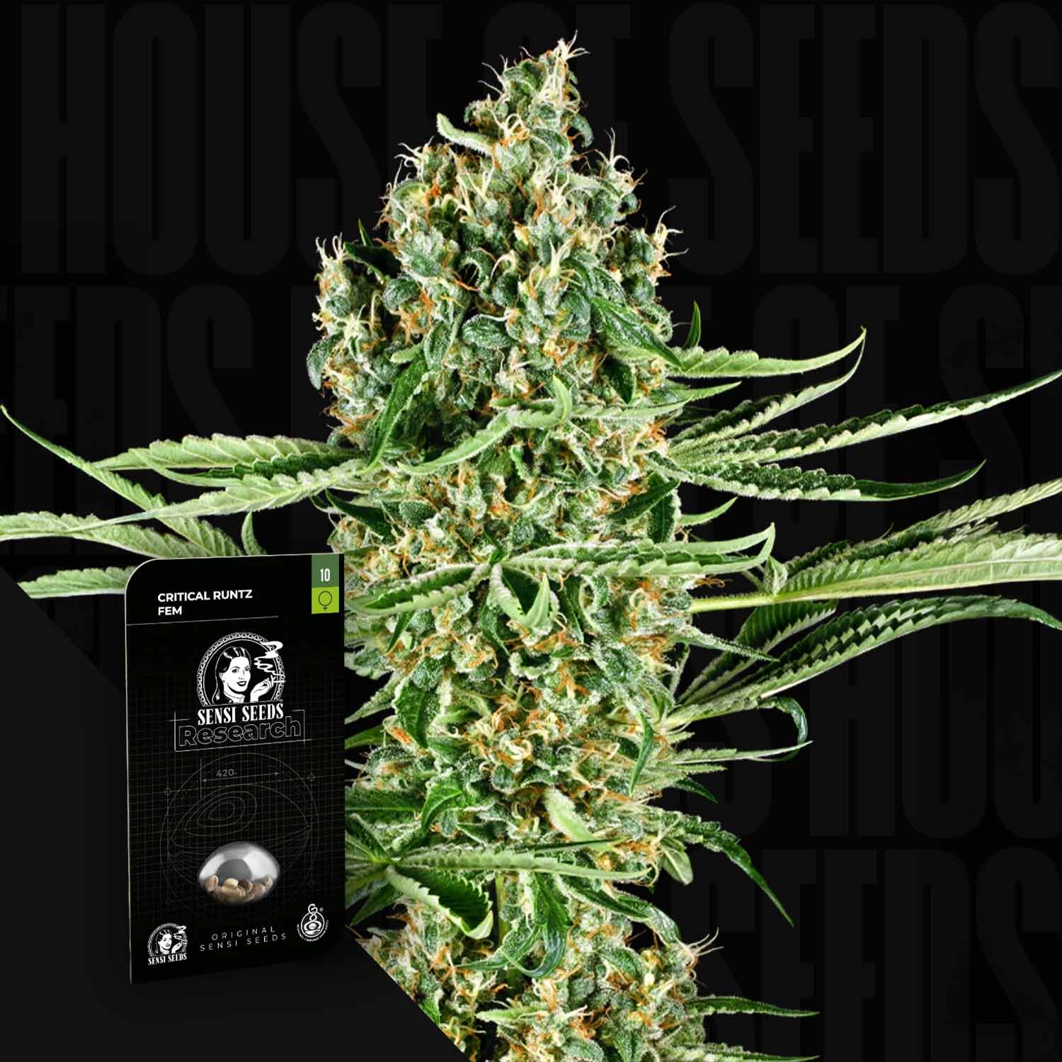Eine Nahaufnahme einer Cannabispflanze neben einer Sensi Seeds Critical Runtz-Produktbox.